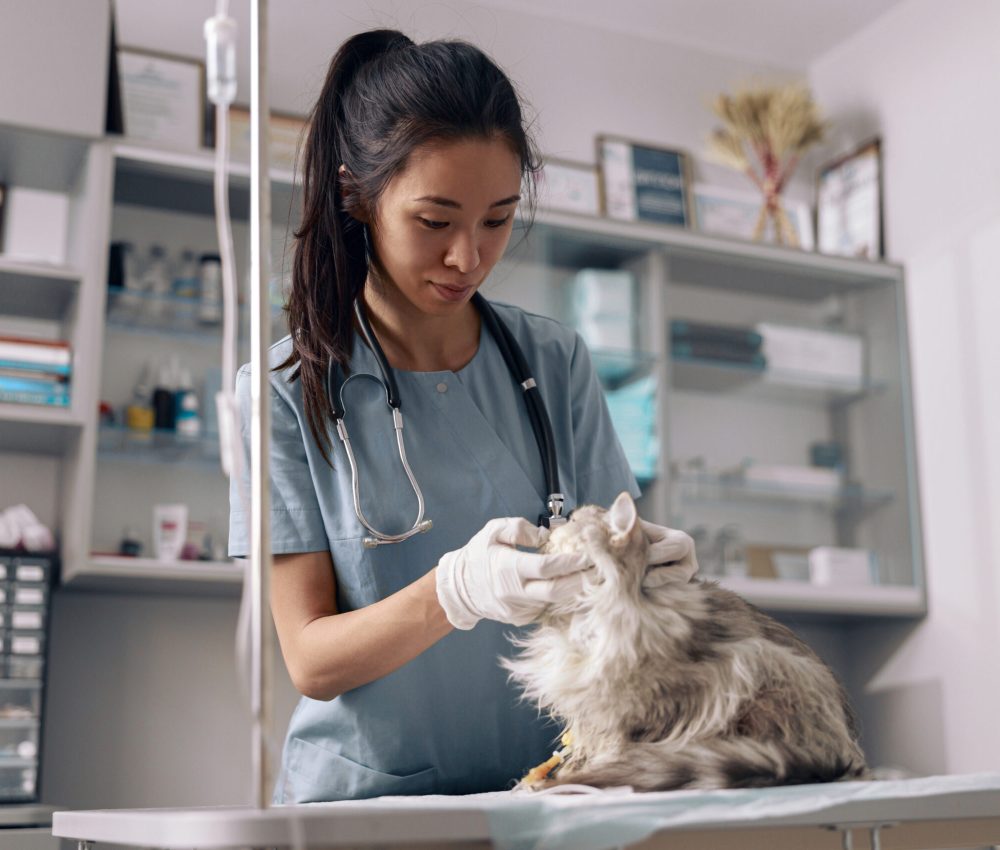 Positive Asian woman veterinarian in uniform with stethoscope examines fluffy grey cat on table in modern hospital office