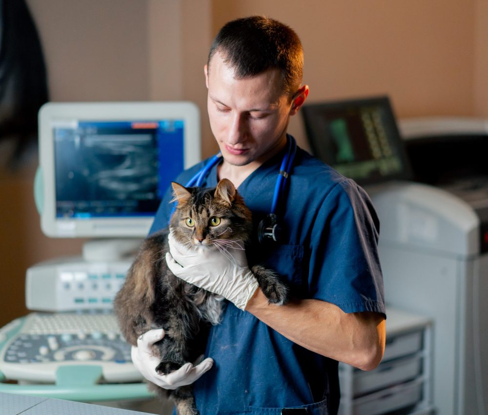 in a veterinary clinic a doctor with a stethoscope holds a cat in his arms and looks at the camera