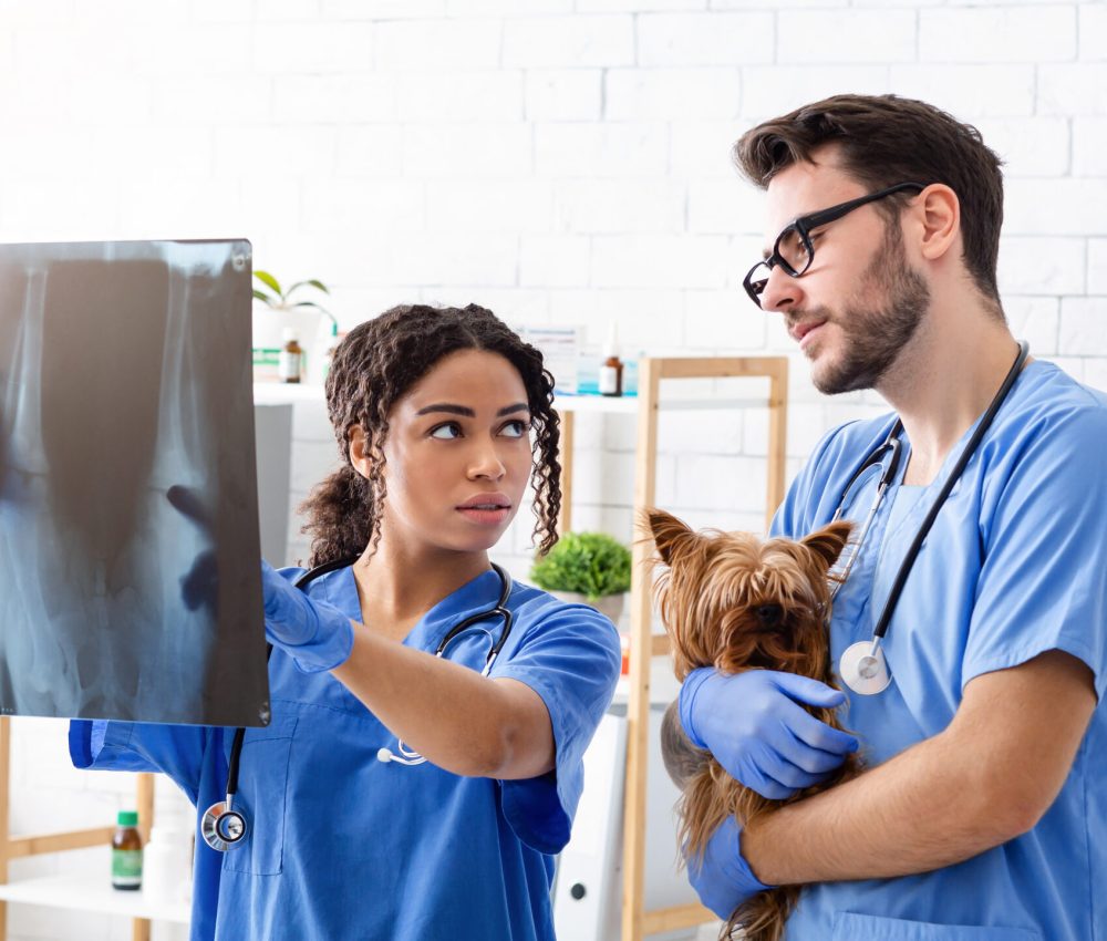 Vet doctor with assistant studying xray at animal hospital, empty space